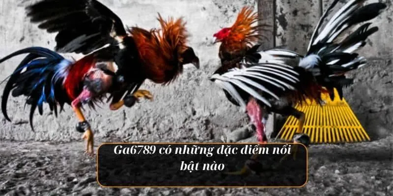 3 yếu tố khiến ga6789 thu hút nhiều kê thủ