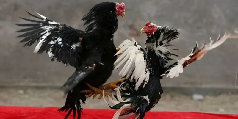 Kinh nghiệm chơi đá gà tại 6686 hiệu quả được nhiều cao thủ áp dụng